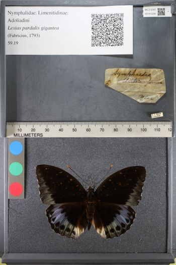 Media type: image;   Entomology 141256